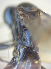 Agenioideus