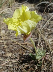 Oenothera primiveris