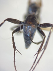 Agenioideus