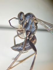 Agenioideus