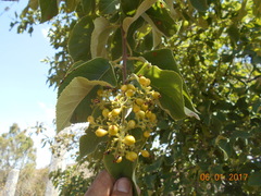 Ehretia latifolia