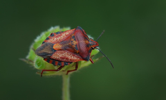 Carpocoris mediterraneus