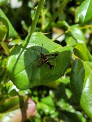 Synanthedon bibionipennis