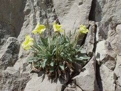 Oenothera primiveris