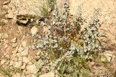 Astragalus