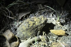 Sclerophrys maculata