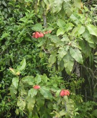 Warszewiczia coccinea