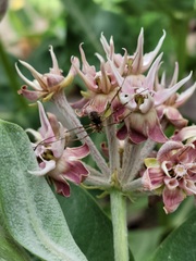 Phalangium opilio