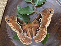 Callosamia angulifera