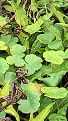 Hydrocotyle ranunculoides