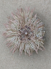 Lytechinus variegatus