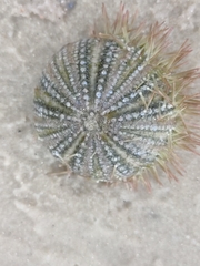 Lytechinus variegatus