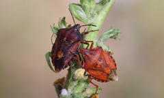 Carpocoris mediterraneus