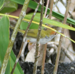 Orthotomus atrogularis