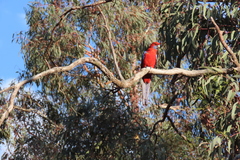 Platycercus elegans elegans