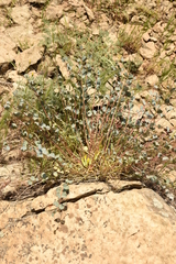 Astragalus