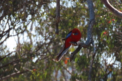 Platycercus elegans elegans