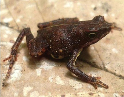 Manaus Tree Toad