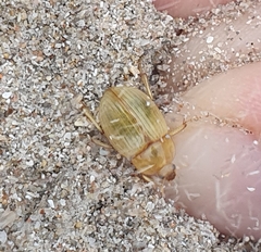 Pachyphaleria capensis