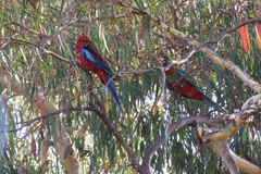 Platycercus elegans elegans
