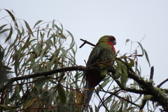 Platycercus elegans elegans