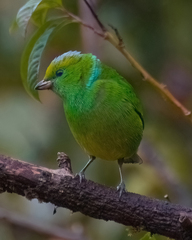 Chlorophonia callophrys