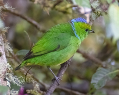 Chlorophonia callophrys