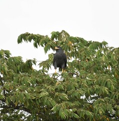 Buteogallus anthracinus