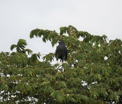 Buteogallus anthracinus