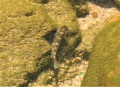 Caffrogobius nudiceps