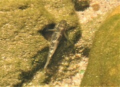 Caffrogobius nudiceps