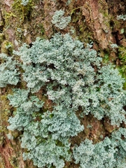 Sphaerophorus globosus