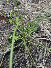 Cyperus distinctus