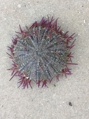 Lytechinus variegatus