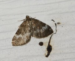 Perizoma alchemillata