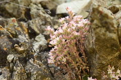 Rosularia sempervivum
