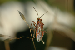 Rhopalus parumpunctatus