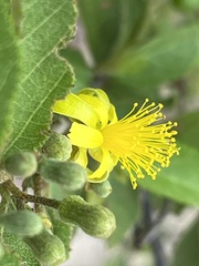 Grewia flavescens