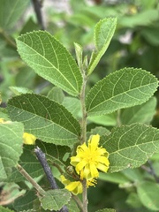 Grewia flavescens