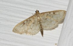 Herpetogramma aeglealis