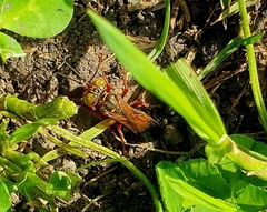 Liris haemorrhoidalis