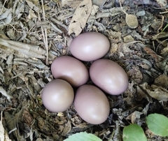 Crypturellus tataupa