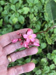 Jatropha integerrima