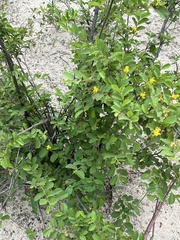 Grewia flavescens