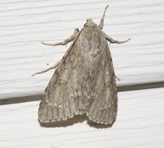 Acronicta americana