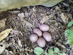 Crypturellus tataupa