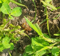 Liris haemorrhoidalis