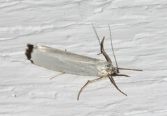 Crambus perlella