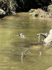 Hymenolaimus malacorhynchos