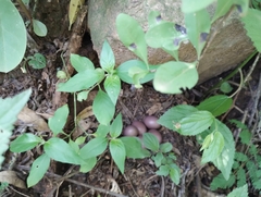 Crypturellus tataupa